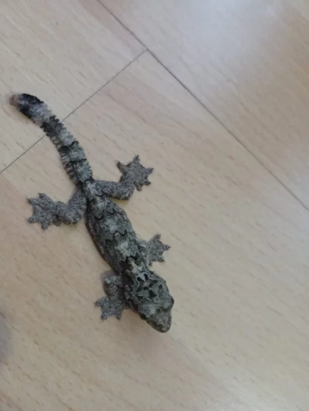 Gekon létací (ptychozon khuli)