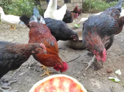 Kohouti zdrobnělé velsumky a Marans