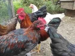 Kohouti zdrobnělé velsumky a Marans