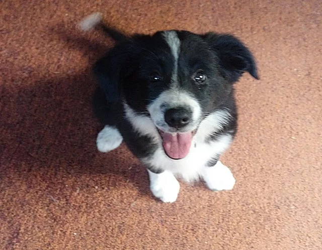 Border collie s PP fenka