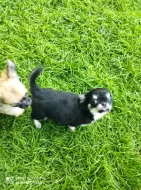 Čivava dlouhosrstá s PP