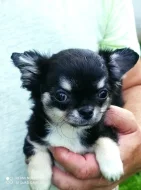 Čivava dlouhosrstá s PP