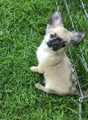 Čivava dlouhosrstá s PP