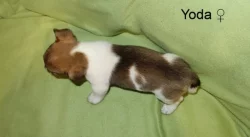 Jack Russell terier