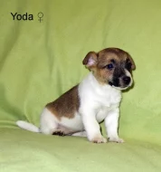 Jack Russell terier