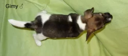 Jack Russell terier