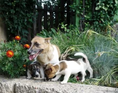 Jack Russell terier