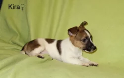 Jack Russell terier