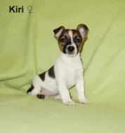 Jack Russell terier
