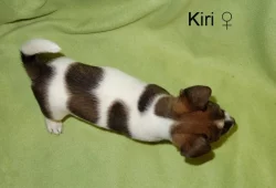 Jack Russell terier