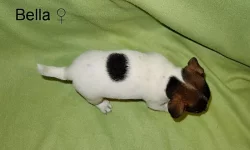 Jack Russell terier