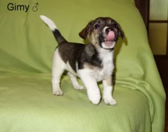 Jack Russell terier