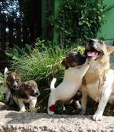 Jack Russell terier