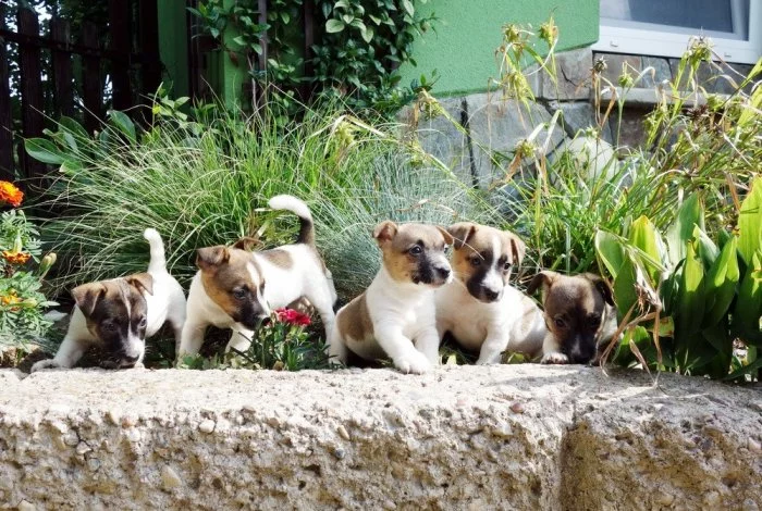 Jack Russell terier