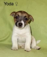 Jack Russell terier