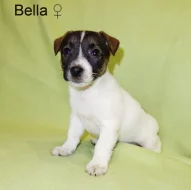 Jack Russell terier
