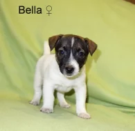 Jack Russell terier