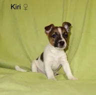 Jack Russell terier
