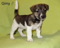 Jack Russell terier