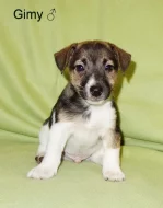 Jack Russell terier