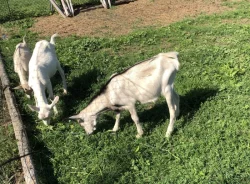 Bezrohý chovný mladý kozlík