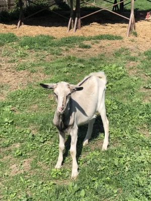 Bezrohý chovný mladý kozlík