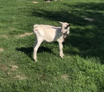 Bezrohý chovný mladý kozlík