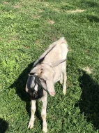 Bezrohý chovný mladý kozlík