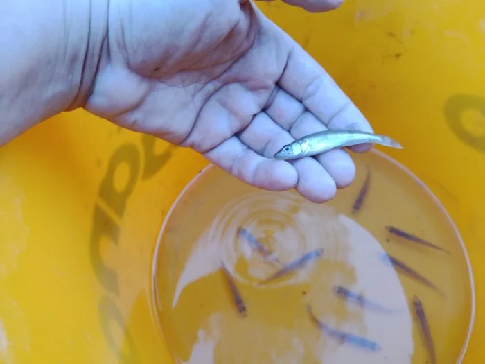 Prodám candát letošní plůdek 8 cm