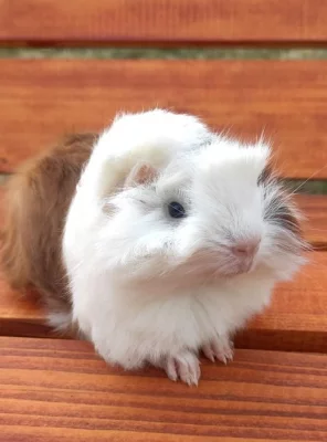 Dlouhosrstá morčátka