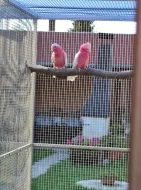 Kakadu růžový lutino