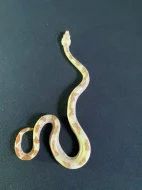 Hroznýš královský sunglow/albino