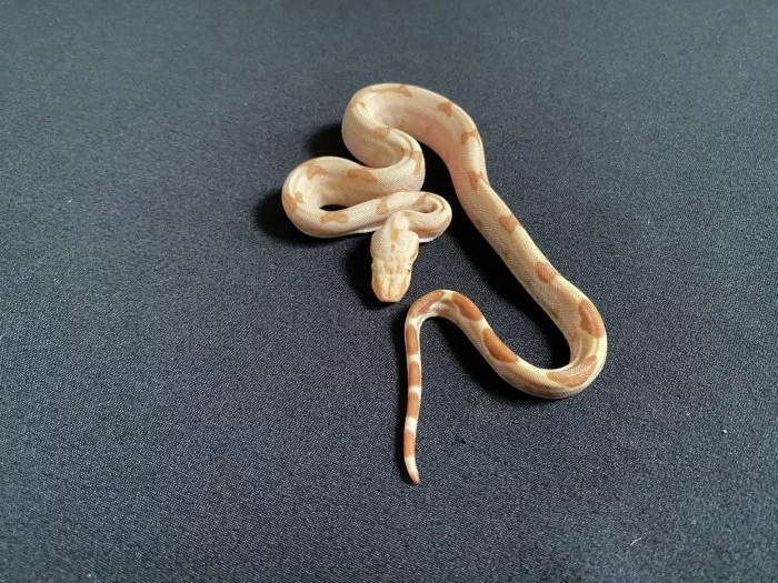 Hroznýš královský sunglow/albino