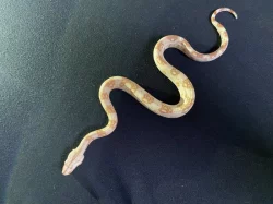 Hroznýš královský sunglow/albino