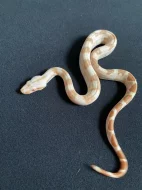 Hroznýš královský sunglow/albino