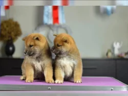 Shiba inu SI 3 kluci