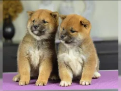 Shiba inu SI 3 kluci