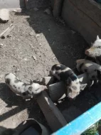 Selata kune kune