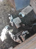 Selata kune kune