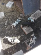 Selata kune kune