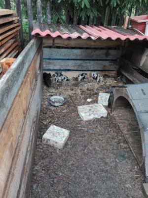 Selata kune kune