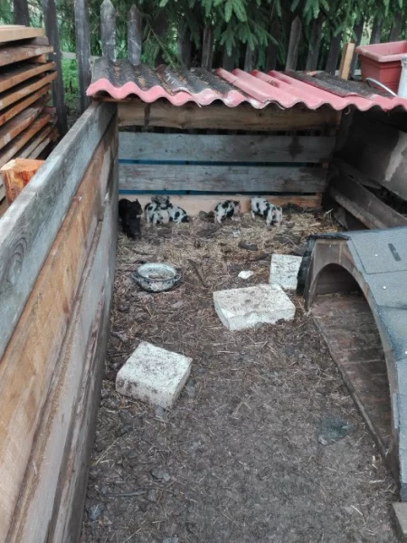 Selata kune kune