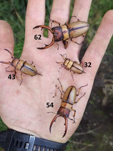 Prosopocoilus astacoides blacnhardi