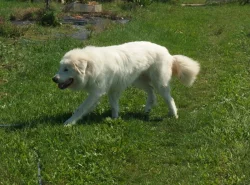 Pyrenejský horký pes s PP