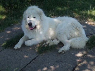 Pyrenejský horký pes s PP