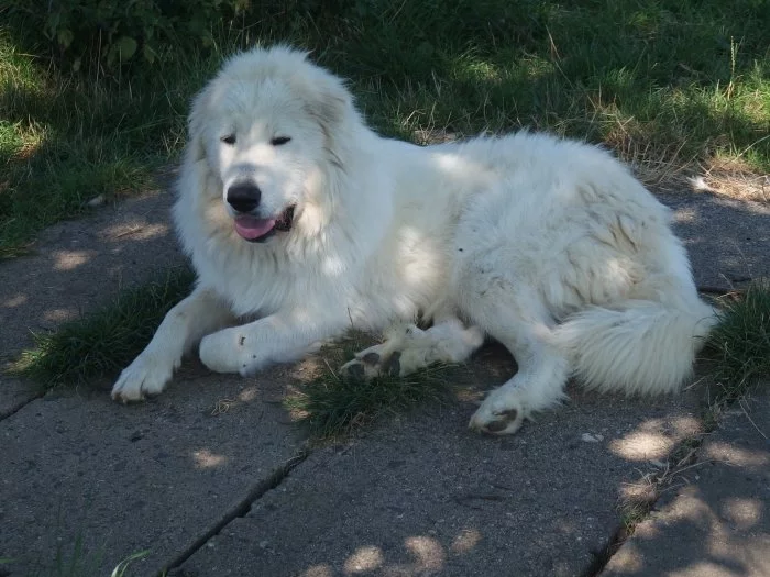 Pyrenejský horký pes s PP