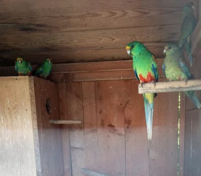 PAPOUŠEK MNOHOBARVÝ