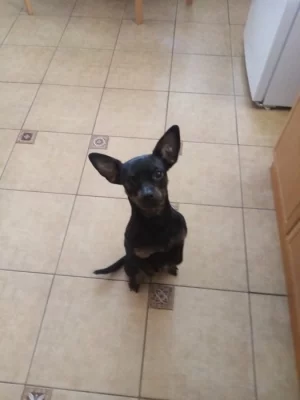 Nabízím ke krytí našeho Gulivera