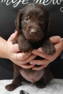 Flat Coated Retriever s PP