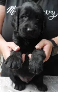 Flat Coated Retriever s PP